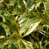 Osmanthus heterophyllus Tricolor