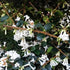 Osmanthus delavayi - Future Forests