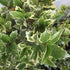 Osmanthus heterophyllus Variegatus