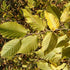 Ostrya carpinifolia - Hop Hornbeam - Future Forests