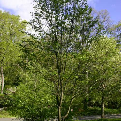 Ostrya carpinifolia - Hop Hornbeam - Future Forests