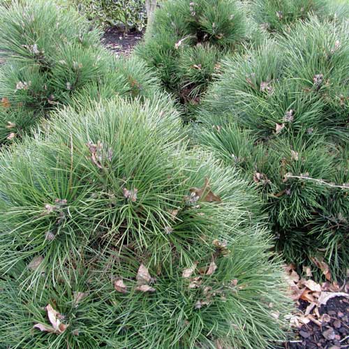 Pinus nigra Nana
