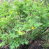 Paeonia lutea - Future Forests