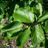 Parrotia persica Persian Ironwood - Future Forests