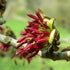 Parrotia persica Persian Ironwood - Future Forests
