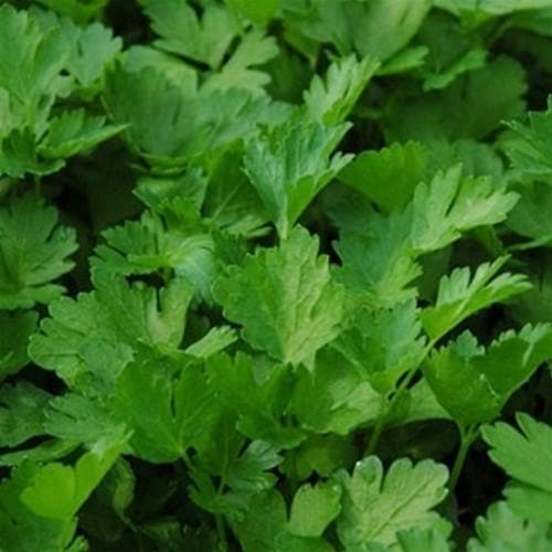 Parsley, flat-leaved - Future Forests