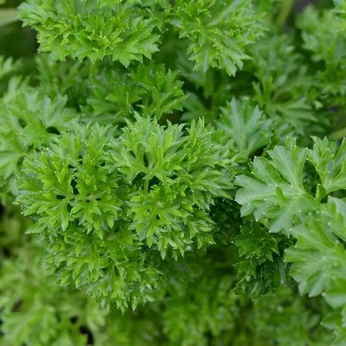 Parsley, curly - Future Forests