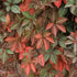Parthenocissus henryana - Chinese Virginia Creeper