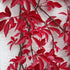 Parthenocissus henryana - Chinese Virginia Creeper