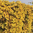Parthenocissus quinquefolia Yellow Wall