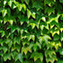 Parthenocissus tricuspidata Green Spring