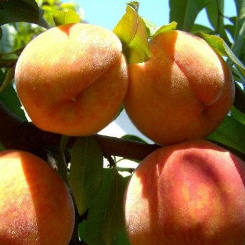 Peach Peregrine - Future Forests