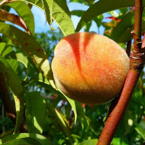 Peach Rochester - Future Forests