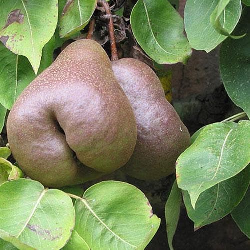 Pear Black Worcester