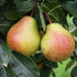 Pear Winnals Longdon - Future Forests