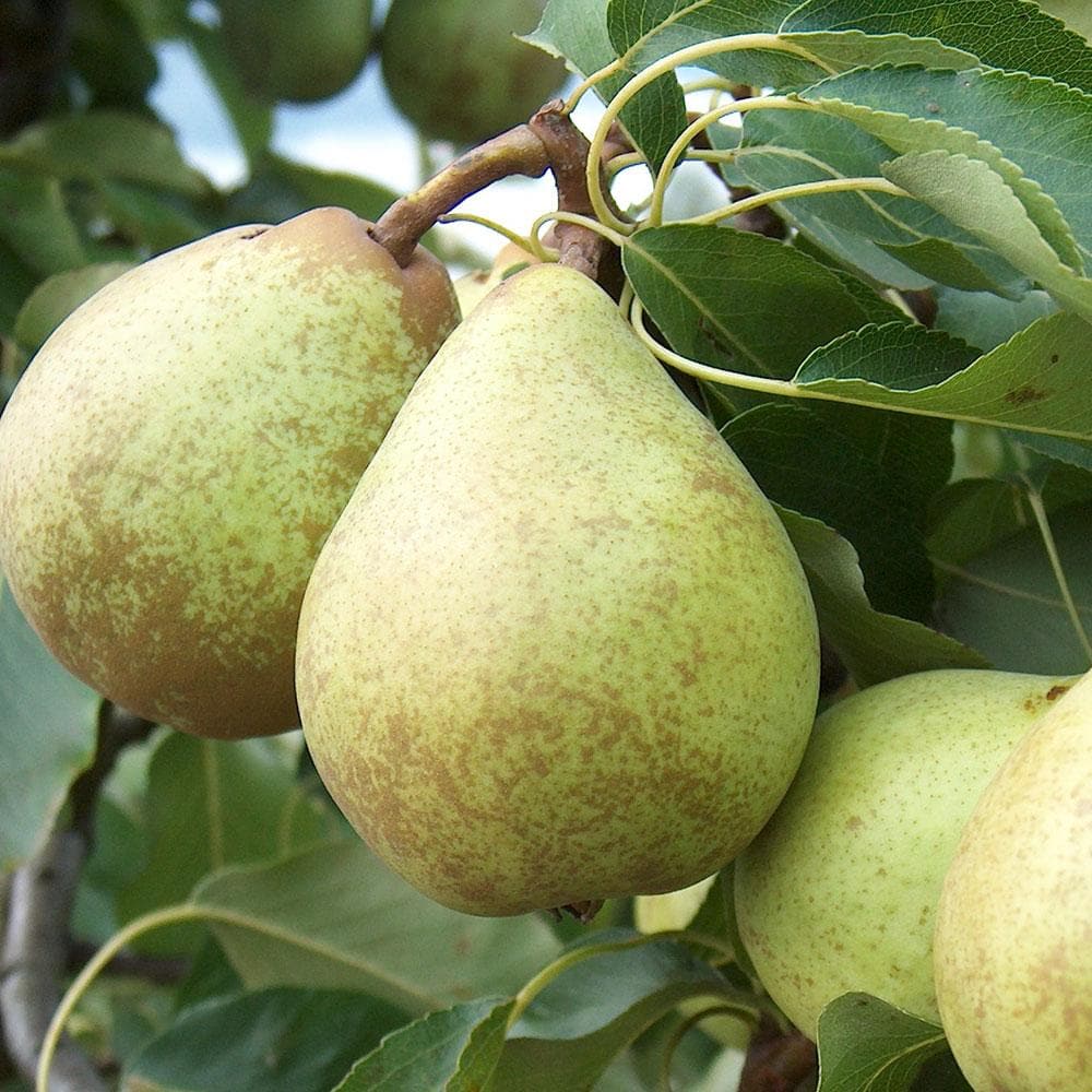 Pear Beth