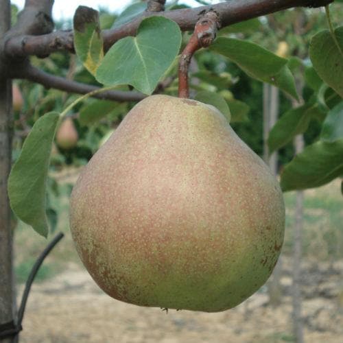 Pear Catillac - Future Forests