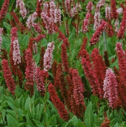 Persicaria affinis Darjeeling Red AGM - Future Forests