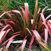 Phormium Jester – Future Forests