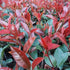 Photinia x fraseri Red Robin - Future Forests