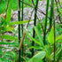 Phyllostachys bissetii - Future Forests