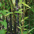 Phyllostachys nigra Punctata - Future Forests