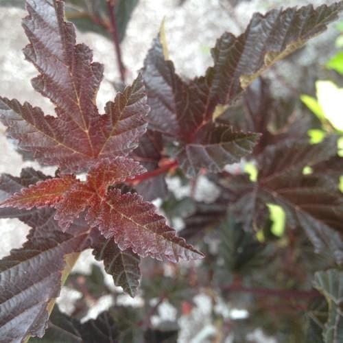 Physocarpus opulifolius Red Baron - Future Forests