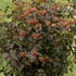 Physocarpus opulifolius Red Baron - Future Forests