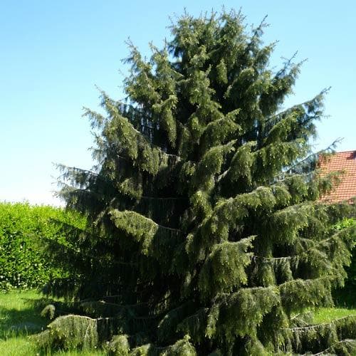 Picea breweriana - Future Forests