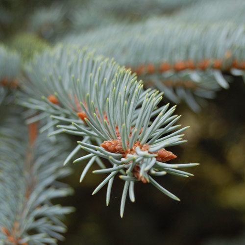 Picea pungens Koster