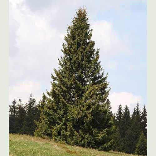 Picea abies - Norway Spruce - Future Forests