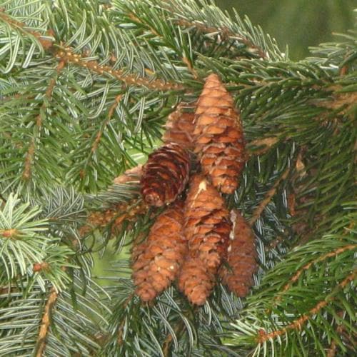 Picea omorika - Serbian Spruce - Future Forests
