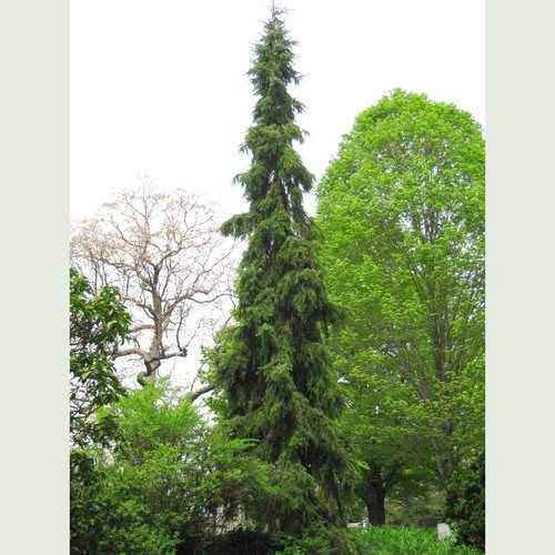 Picea omorika pendula - Weeping Serbian Spruce - Future Forests