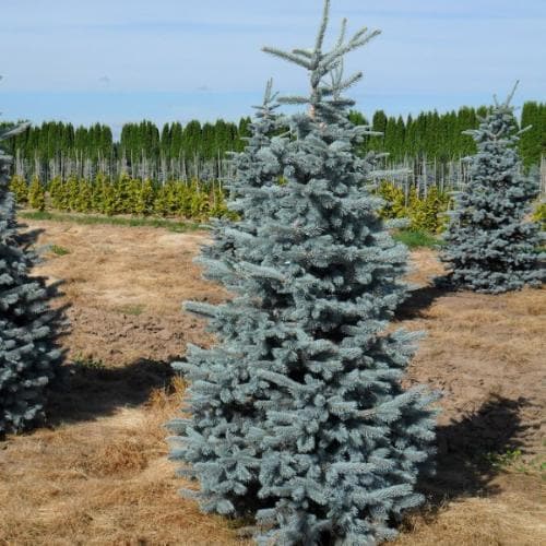 Picea pungens Hoopsii - Future Forests