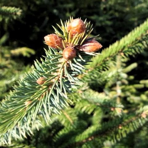 Picea sitchensis - Sitka Spruce - Future Forests
