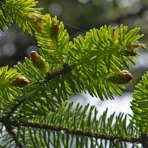 Picea sitchensis - Sitka Spruce - Future Forests