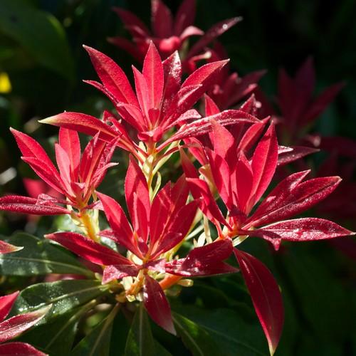 Pieris japonica Forest Flame - Future Forests