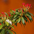 Pieris japonica Forest Flame - Future Forests