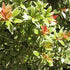 Pieris japonica Little Heath - Future Forests
