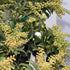 Pieris japonica Sarabande - Future Forests