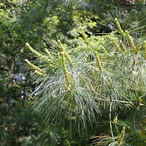 Pinus armandii - Future Forests