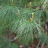 Pinus armandii - Future Forests