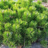 Pinus mugo pumilio - Future Forests