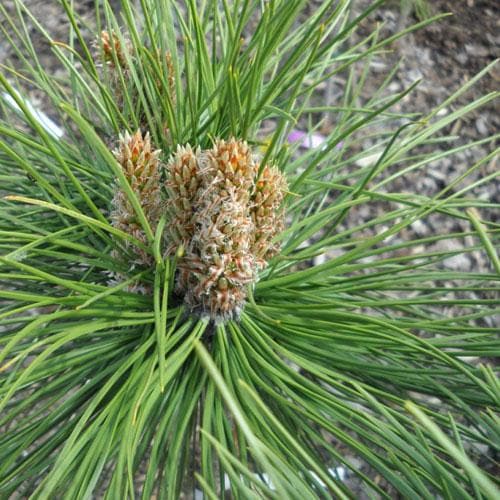 Pinus nigra Pyramidalis - Future Forests