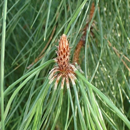 Pineaster Pinus pinaster – Future Forests