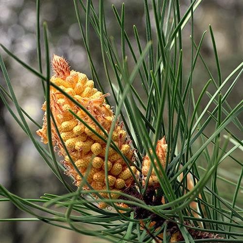 Pineaster Pinus pinaster – Future Forests