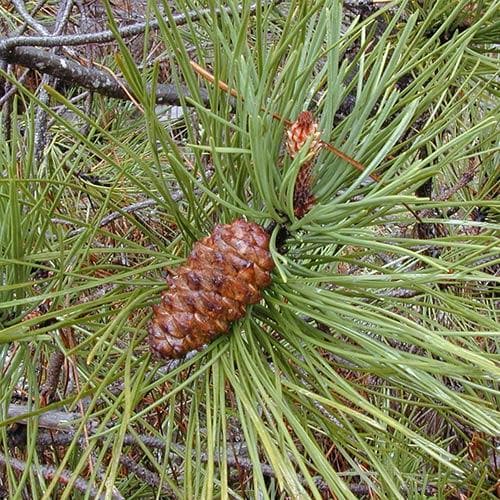 Pineaster Pinus pinaster – Future Forests