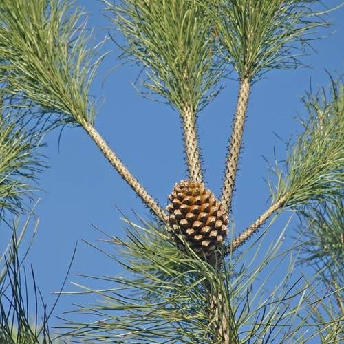 Pinus pinea - Future Forests