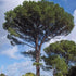 Pinus pinea - Future Forests