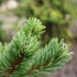 Pinus parviflora chikuza goten - Future Forests